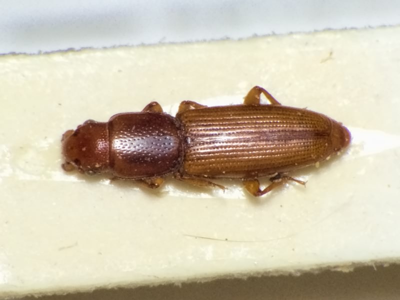 Rhizophagus brancsiki Reitter, 1905